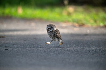 Spotted owlet standing on the ground (Athene brama)