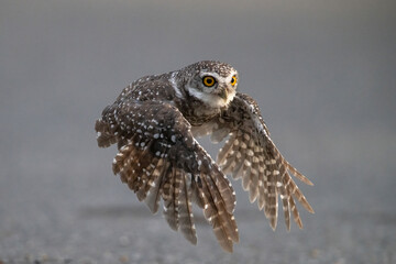 Spotted owlet flying to catch prey on the ground (Athene brama)