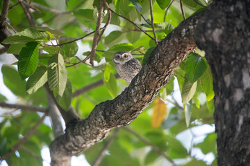 A spotted owl is perched on a branch