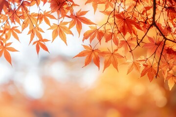 Fototapeta premium Fallen Leaves Season Background