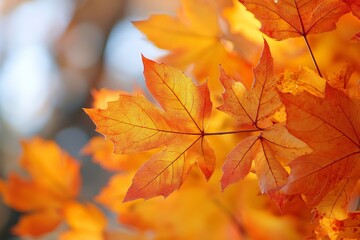 Obraz premium Fallen Leaves Season Background