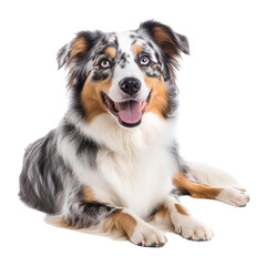 Fototapeta premium Energetic and loyal, this dog is popular for its intelligence and playful nature, making it a great family pet.