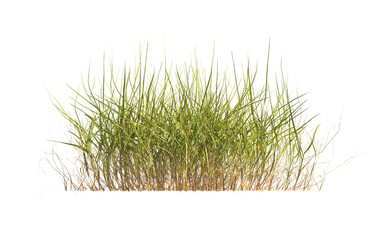 clump of green grass isolated on a transparent background. Isolated grass on transparent background. side view of clump of grass. Bunch of green grass isolated on transparent background. Grass PNG.