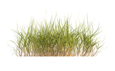 clump of green grass isolated on a transparent background. Isolated grass on transparent background. side view of clump of grass. Bunch of green grass isolated on transparent background. Grass PNG.