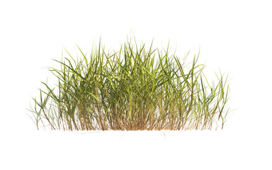 clump of green grass isolated on a transparent background. Isolated grass on transparent background. side view of clump of grass. Bunch of green grass isolated on transparent background. Grass PNG.