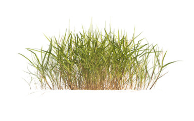 clump of green grass isolated on a transparent background. Isolated grass on transparent background. side view of clump of grass. Bunch of green grass isolated on transparent background. Grass PNG.