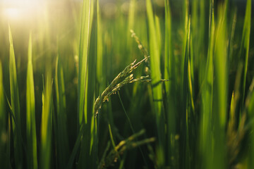 Green rice stalks and rice plants with evening light