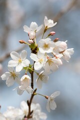 Closeup of Sakura Cherry Blossom - Delicate Pink Flower in Full Bloom