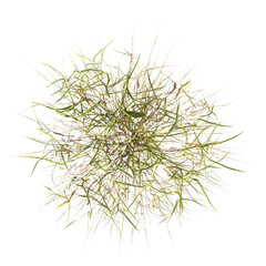 clump of green grass isolated on a transparent background. Isolated grass on transparent background. top view of clump of grass. Bunch of green grass isolated on transparent background. Grass PNG.