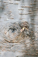 Sakura Cherry Blossom on Dark Brown Tree Trunk - Delicate Floral Contrast