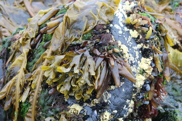 seaweed on the beach