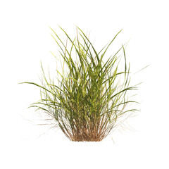 clump of green grass isolated on a transparent background. Isolated grass on transparent background. side view of clump of grass. Bunch of green grass isolated on transparent background. Grass PNG.