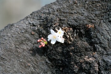 Sakura Cherry Blossom on Dark Brown Tree Trunk - Delicate Floral Contrast