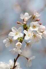 Obraz premium Closeup of Sakura Cherry Blossom - Delicate Pink Flower in Full Bloom