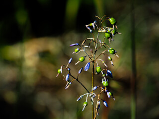 blue flax lily flower in nature