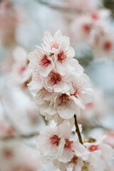 Closeup of Sakura Cherry Blossom - Delicate Pink Flower in Full Bloom