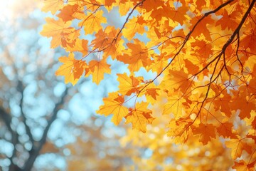 Fallen Leaves Season Background