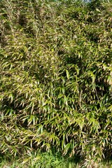Lush Green Bamboo Leaves Background - Vibrant Nature Foliage