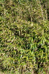 Lush Green Bamboo Leaves Background - Vibrant Nature Foliage