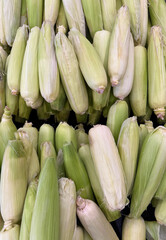 Fresh organic ears of corn