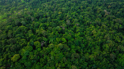 aerial view of dark green forest Abundant natural ecosystems of rainforest. Concept of nature forest preservation and reforestation.	
