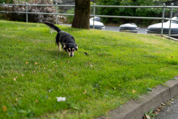 Chiweenie Exploring the Park