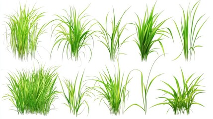 Fototapeta premium set green plant and grass on white background