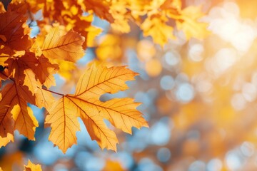 Obraz premium Fallen Leaves Season Background