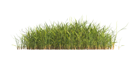 clump of  grass isolated on a transparent background. Isolated grass on transparent background. side view clump of grass. Bunch of green grass isolated on transparent background. Grass PNG. Lawn PNG.