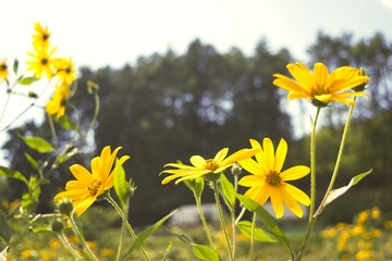 Jerusalem artichoke flowers in Nagano, Japan