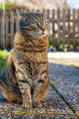 Attentive looking tabby cat with ears slightly flipped back sitting upright on a garden path
