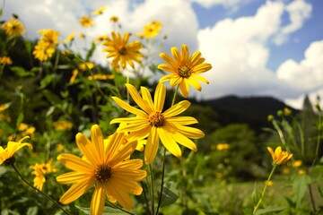 Jerusalem artichoke flowers in Nagano, Japan