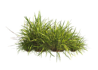 clump of  grass isolated on a transparent background. Isolated grass on transparent background. side view clump of grass. Bunch of green grass isolated on transparent background. Grass PNG. Lawn PNG.