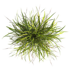 clump of  grass isolated on a transparent background. Isolated grass on transparent background. top view clump of grass. Bunch of green grass isolated on transparent background. Grass PNG. Lawn PNG.