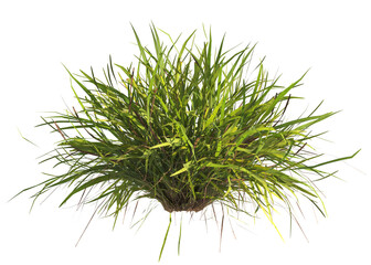 clump of  grass isolated on a transparent background. Isolated grass on transparent background. side view clump of grass. Bunch of green grass isolated on transparent background. Grass PNG. Lawn PNG.