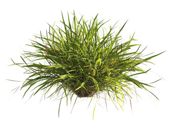 clump of  grass isolated on a transparent background. Isolated grass on transparent background. side view clump of grass. Bunch of green grass isolated on transparent background. Grass PNG. Lawn PNG.