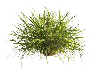 clump of  grass isolated on a transparent background. Isolated grass on transparent background. side view clump of grass. Bunch of green grass isolated on transparent background. Grass PNG. Lawn PNG.