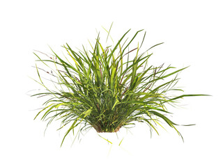 clump of  grass isolated on a transparent background. Isolated grass on transparent background. side view clump of grass. Bunch of green grass isolated on transparent background. Grass PNG. Lawn PNG.