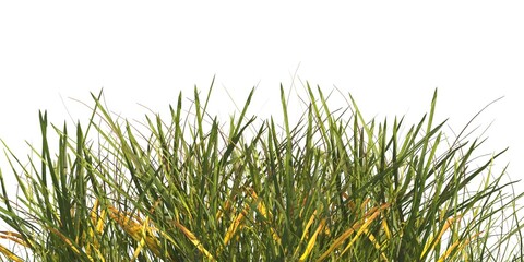 clump of  grass isolated on a transparent background. Isolated grass on transparent background. side view clump of grass. Bunch of green grass isolated on transparent background. Grass PNG. Lawn PNG.