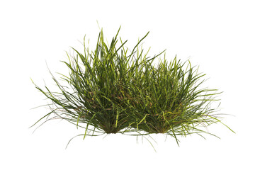 clump of  grass isolated on a transparent background. Isolated grass on transparent background. side view clump of grass. Bunch of green grass isolated on transparent background. Grass PNG. Lawn PNG.