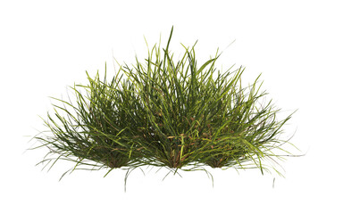 clump of  grass isolated on a transparent background. Isolated grass on transparent background. side view clump of grass. Bunch of green grass isolated on transparent background. Grass PNG. Lawn PNG.