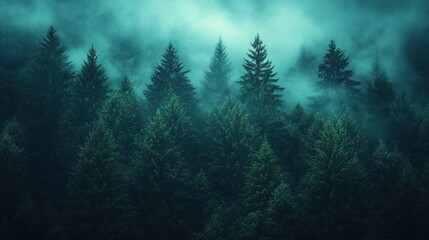 A misty forest with tall evergreen trees shrouded in fog.