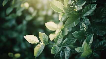 Obraz premium Lush Green Leaves in Soft Natural Light
