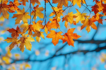 Foto op Canvas Fallen Leaves Season Background © dendyh7
