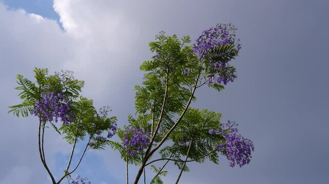 Wide angle shot of Jacaranda flower or Jacaranda mimosifolia a purple-colored flowering tree with green leaves.