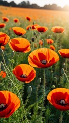 Obraz premium Poppy flowers blooming in a sunlit meadow background for invitation or card screensaver