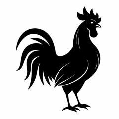 rooster isolated on white background