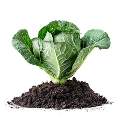 green cabbage growing in soil png
