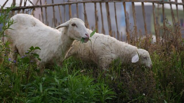Two Sheeps grazing or eating green grass.