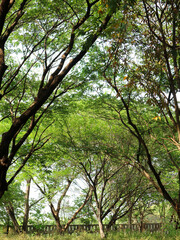 a forest with many trees with towering trunks in summer